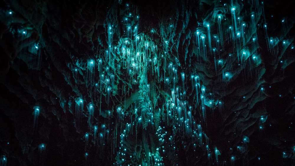 Cave of Fireflies