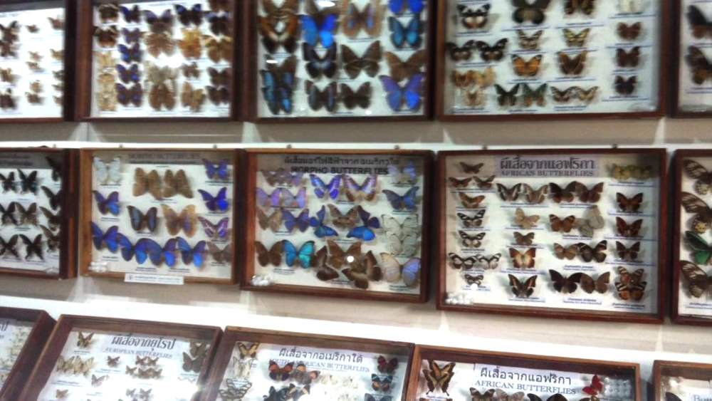 Музей насекомых и чудес природы в Чиангмае