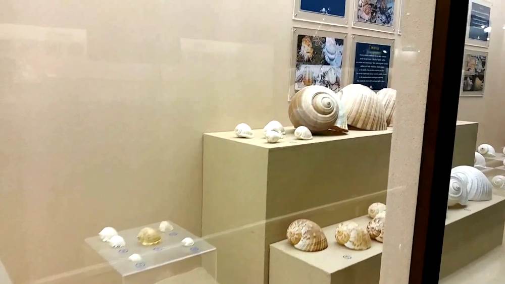 In Phuket you can visit the Seashell Museum