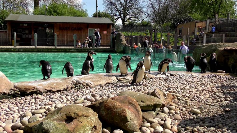 Интересные места Великобритании - Национальный зоопарк в Лондоне