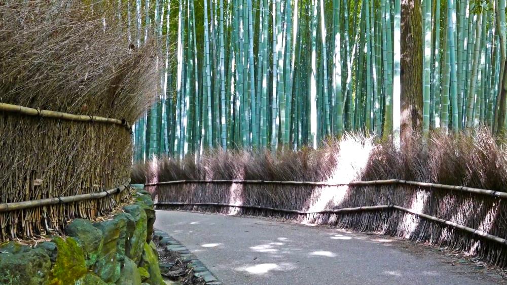 Бамбуковая роща Сагано в Киото