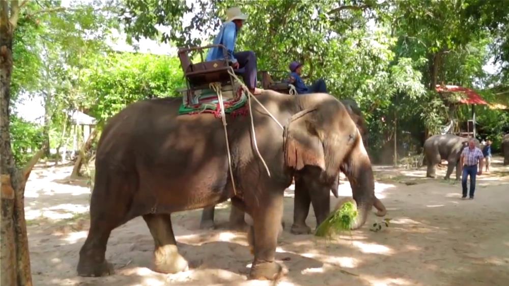 The Elephant Village is a must-see in Pattaya
