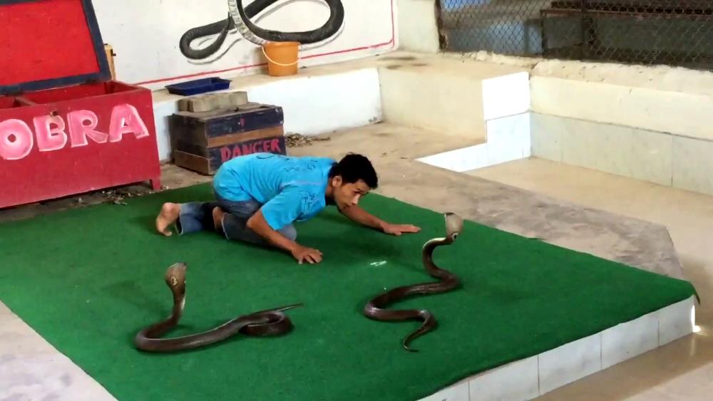 A snake farm in Pattaya