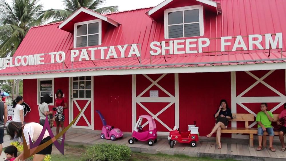 A sheep farm is a Pattaya attraction