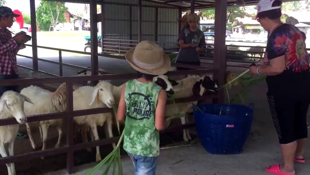 A sheep farm in Pattaya