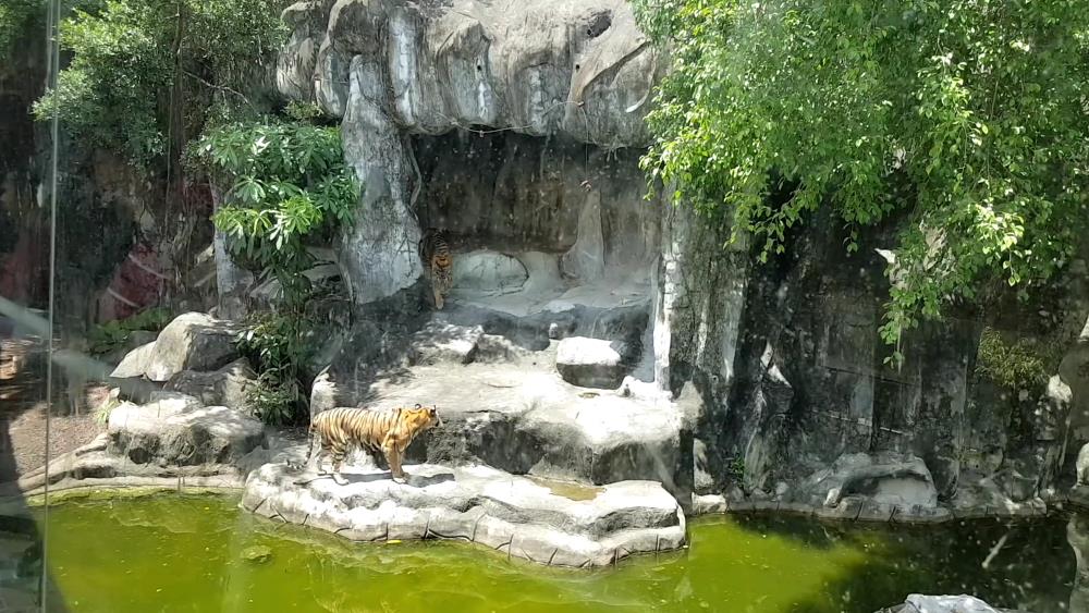 Siracha Tiger Zoo in Pattaya