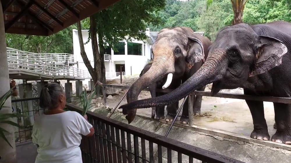 Khao Kheow Zoo in Pattaya