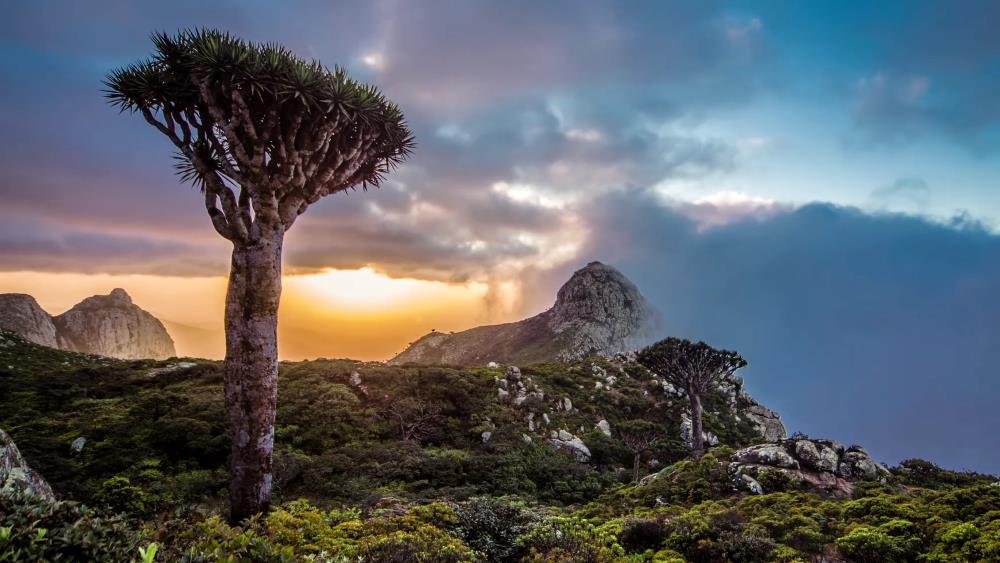 Фото самых красивых и удивительных мест в мире - Остров Сокотра