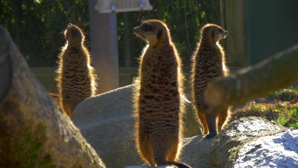 Кельнский зоопарк - достопримечательность для детей и взрослых