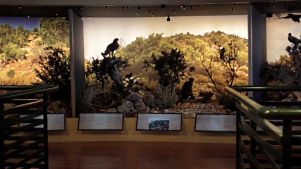 Natural History Museum of Crete in Heraklion