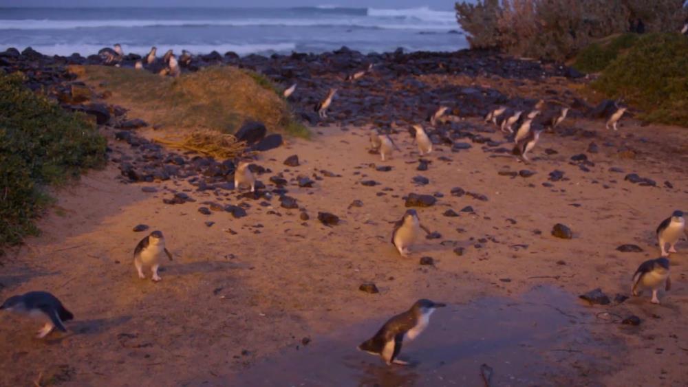 Парад Пингвинов на острове Филиппа в Австралии