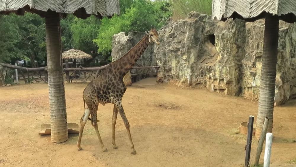 Interesting place in Bangkok - Dusit Zoo
