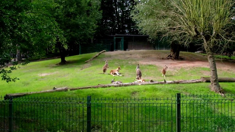Gdańsk attraction - Gdańsk Zoo