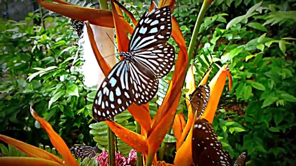 Samui Butterfly Garden