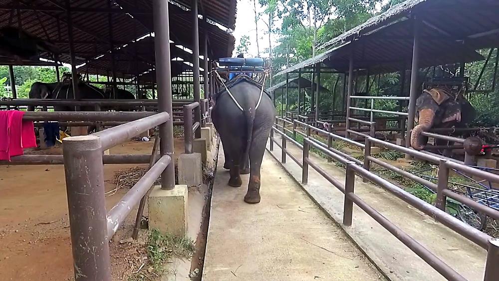 You can visit the elephant farms on Koh Samui on your own