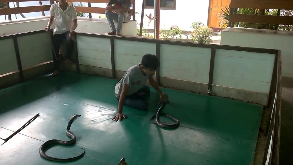 Snake Farm - Koh Samui
