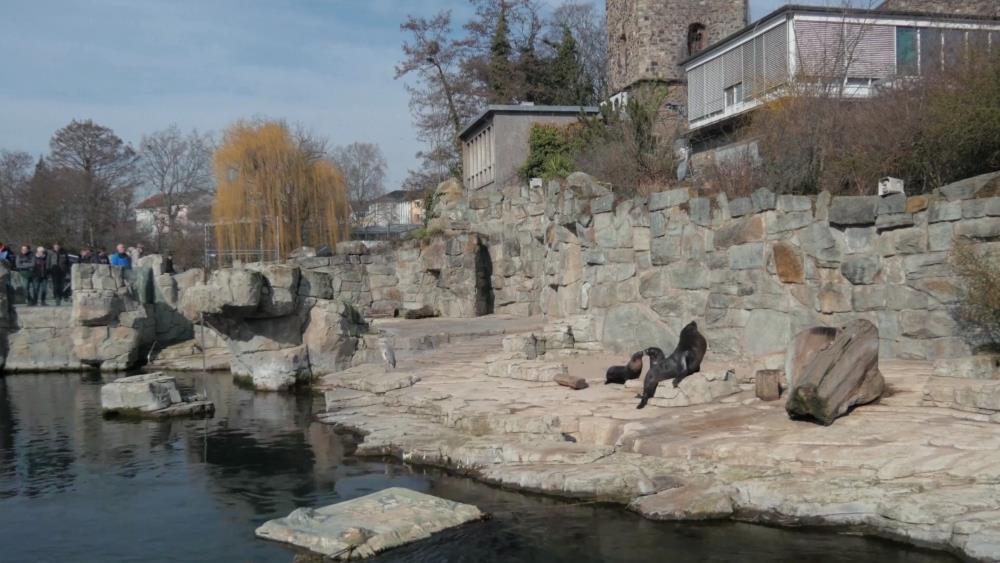 Франкфуртский зоопарк - место отдыха для детей и взрослых