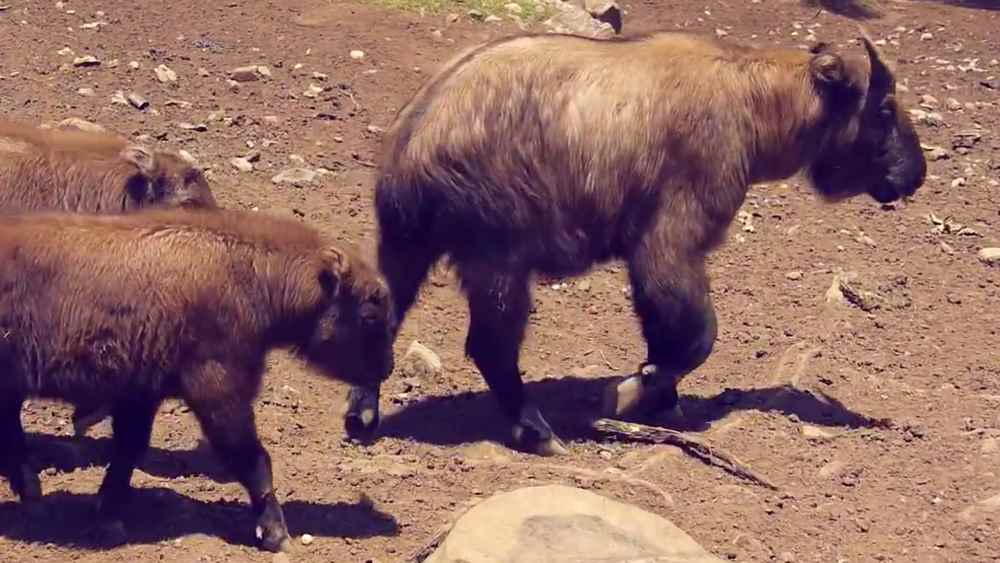 Takin - The Unique Fauna of the Himalayas