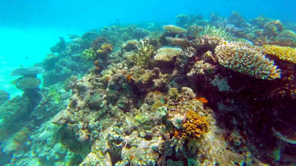 Life on the Great Barrier Reef in Australia