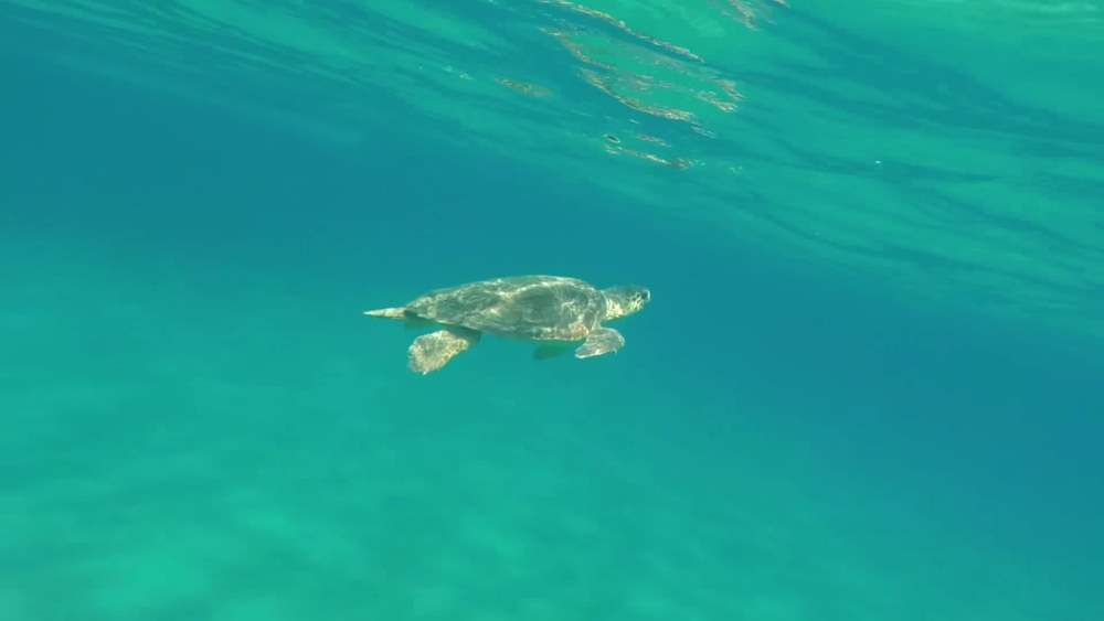 В Морском заповеднике Закинтоса можно увидеть черепах
