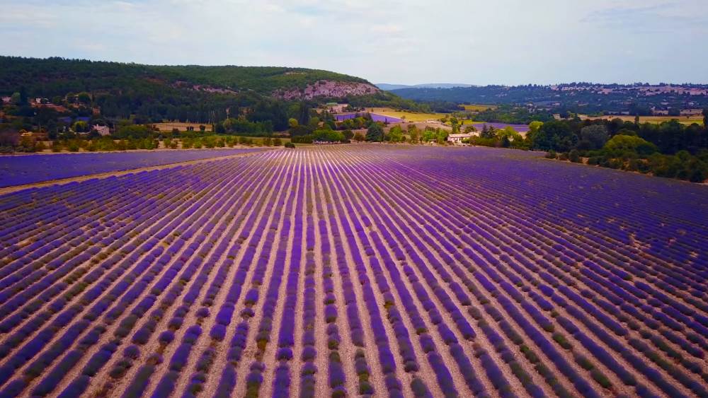 Лавандовые поля Прованса во Франции