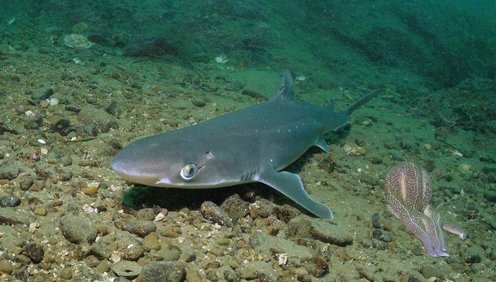 The Black Sea katran is a shark that lives in the Black Sea