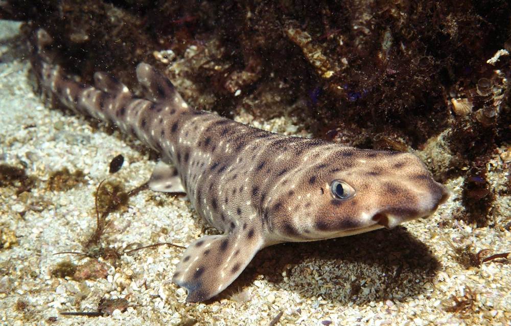 Cat shark - a rare inhabitant of the Black Sea