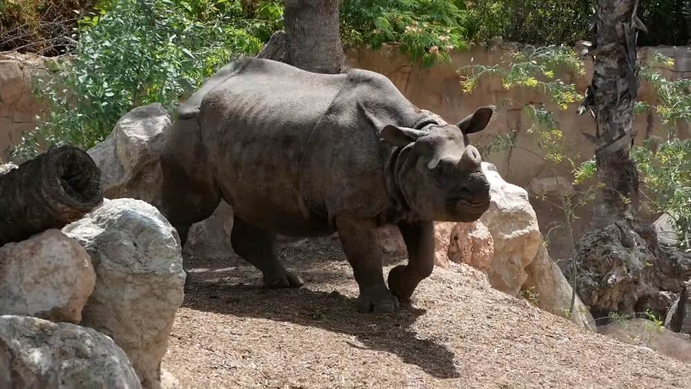 Зоопарк «Терра натура» в Бенидорме