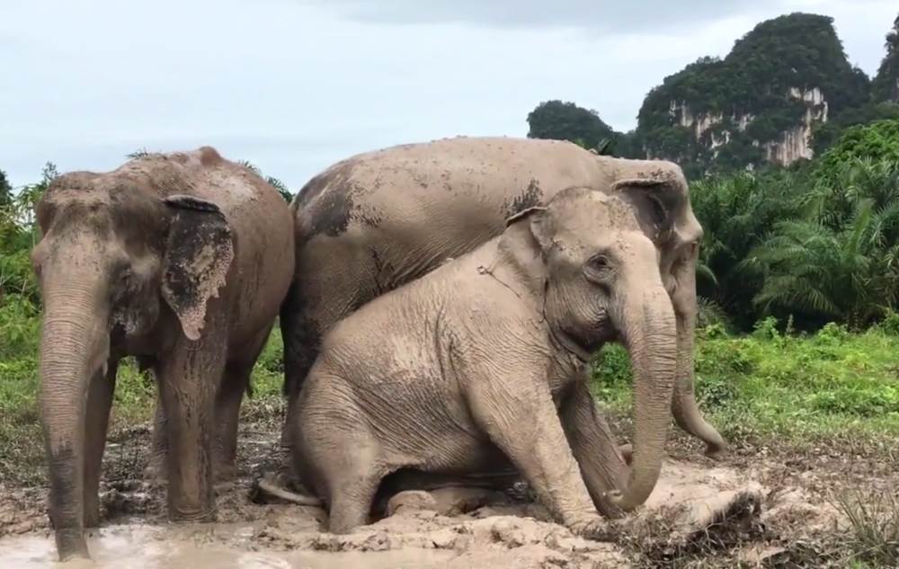 Thousands of tourists come to see the elephant farm in Krabi
