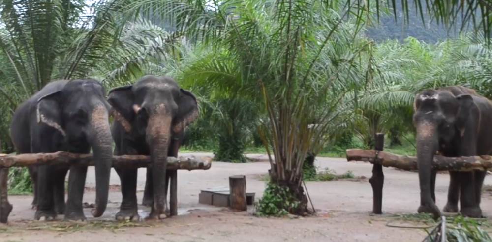 Elephant Farm - Krabi