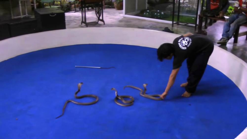 Snake Farm - Krabi