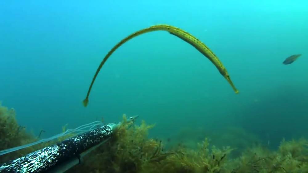 Sea Needle - Black Sea