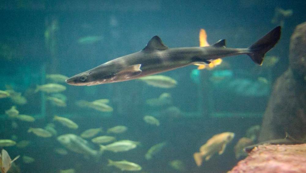 The Katran shark is found in the Black Sea