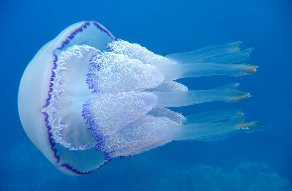 The jellyfish Cornerot lives in the Black Sea