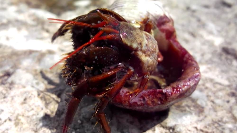 Hermit Crawfish - Black Sea