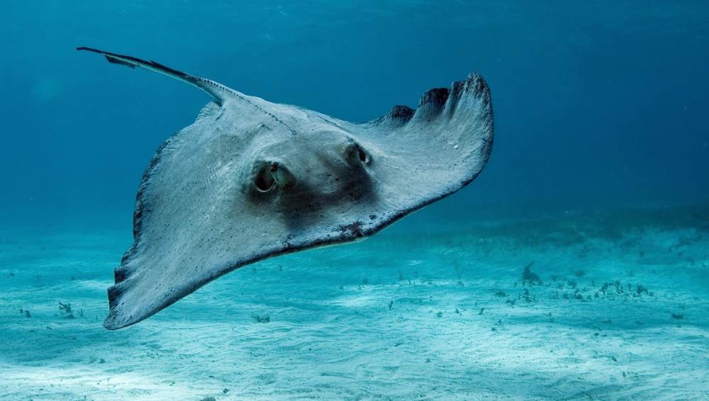 Stingray Sea Cat - Black Sea