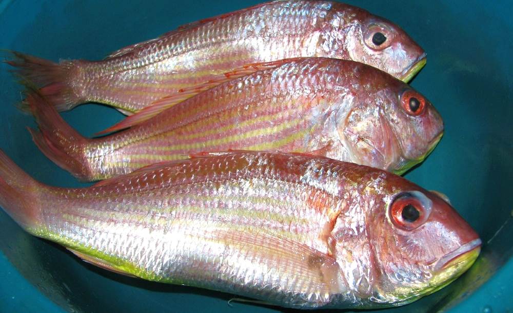 Crucian carp - inhabitants of the Black Sea