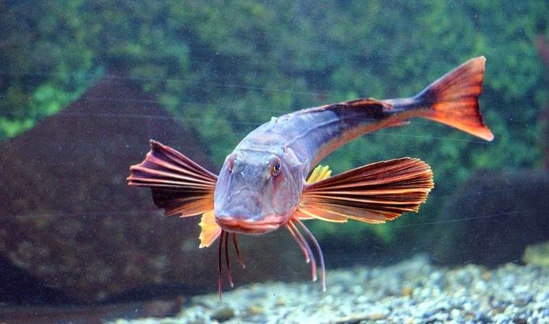 The sea rooster is an edible fish of the Black Sea