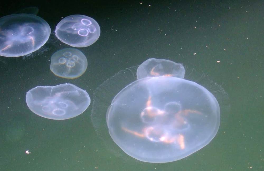 Eared aurelia - jellyfish