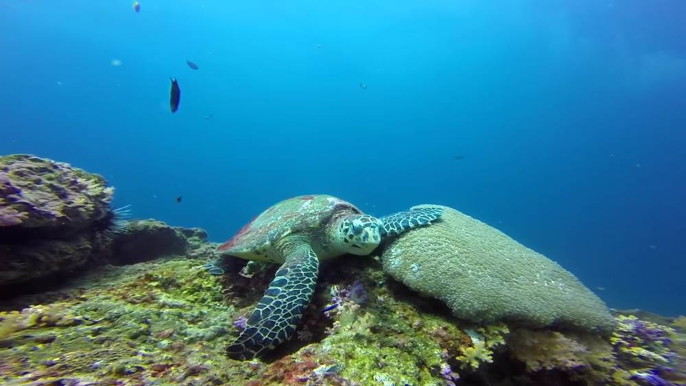 Diving in Phi Phi Islands