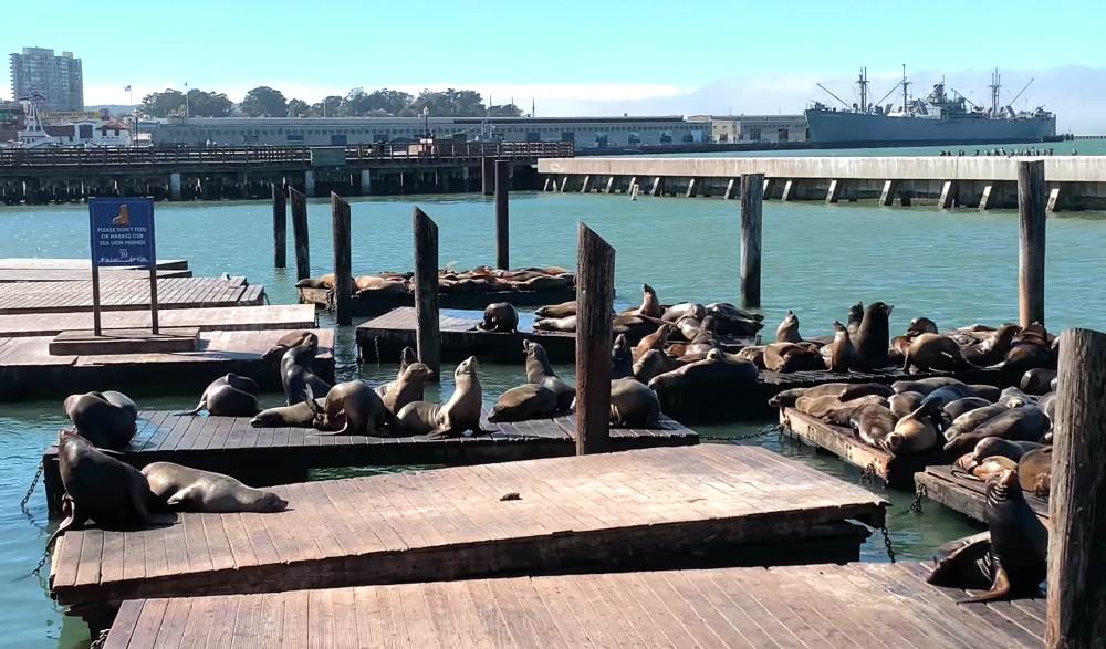 Морские львы на Пирсе 39 в Сан-Франциско