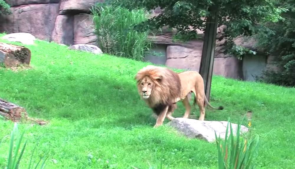 Лейпцигский зоопарк - место отдыха для детей и взрослых