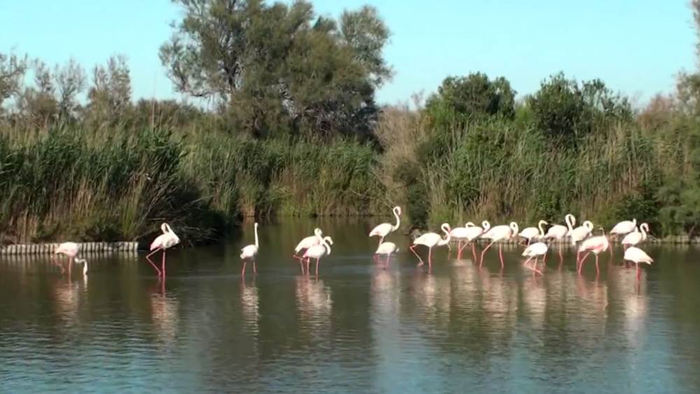 Pink Flamingos - Provence
