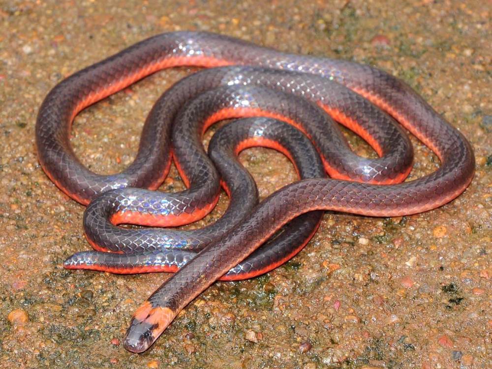Myths about snakes in Goa - are there any?