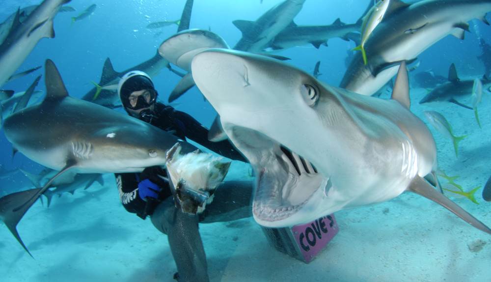 Sharks in Goa - dangers for tourists