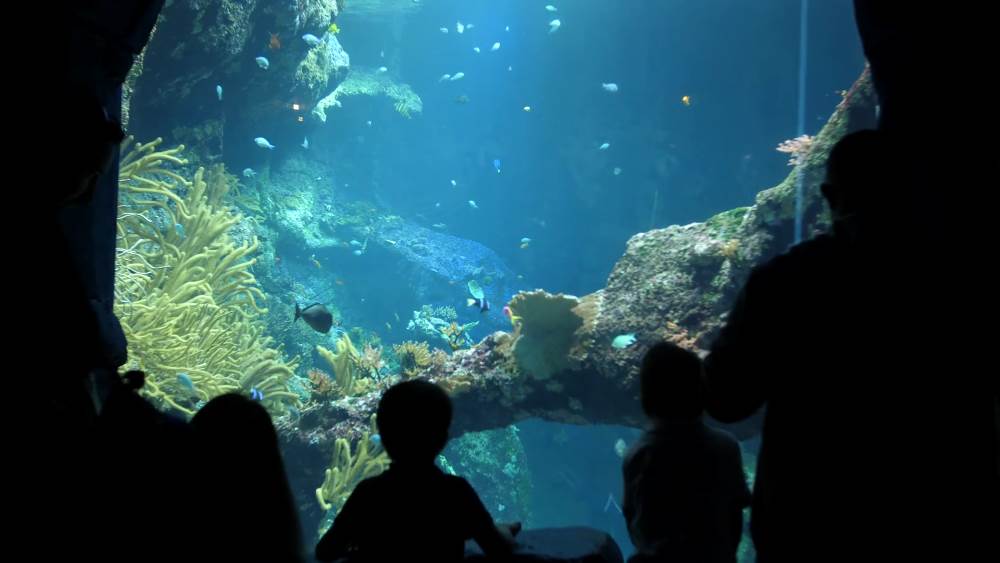 Морской музей и аквариум в Биаррице