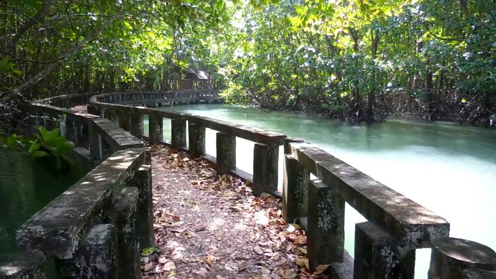 Hiking in the mangrove forests of Ko Chang Island