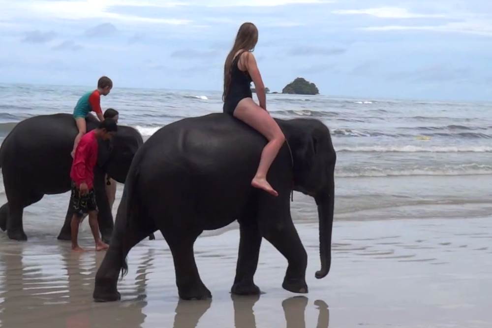 Elephant Riding - Koh Chang Fun