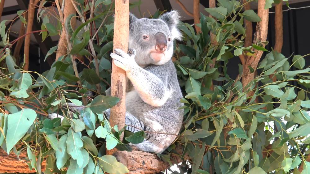 Парк коал рядом с Брисбеном