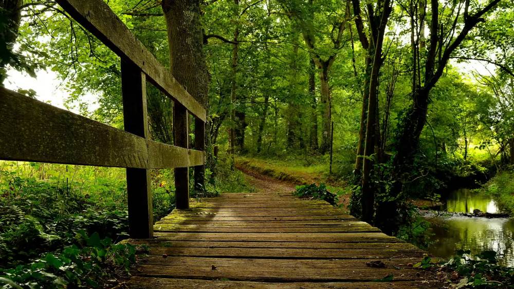 Broceliand Forest in Brittany - a natural attraction of the region of France
